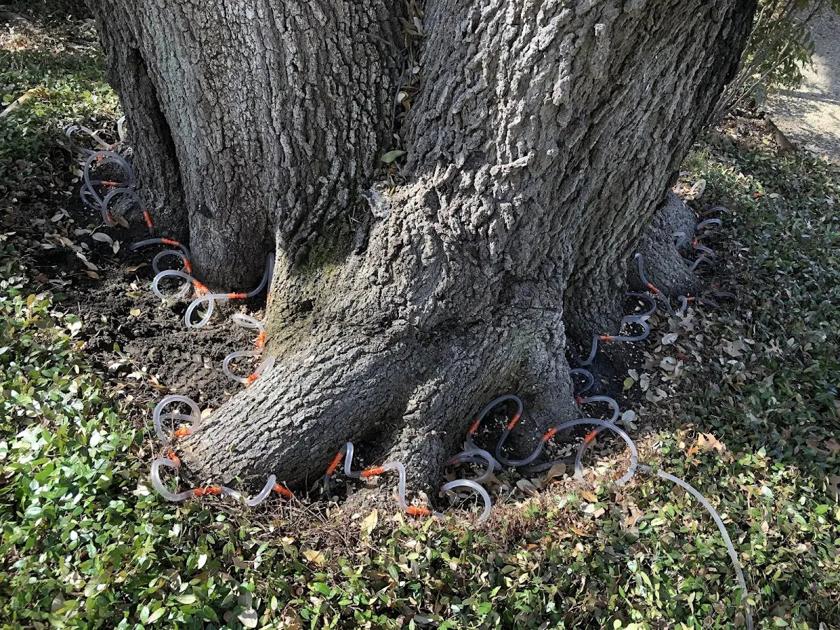 Detailed Tree Cabling and Bracing job site in Crook