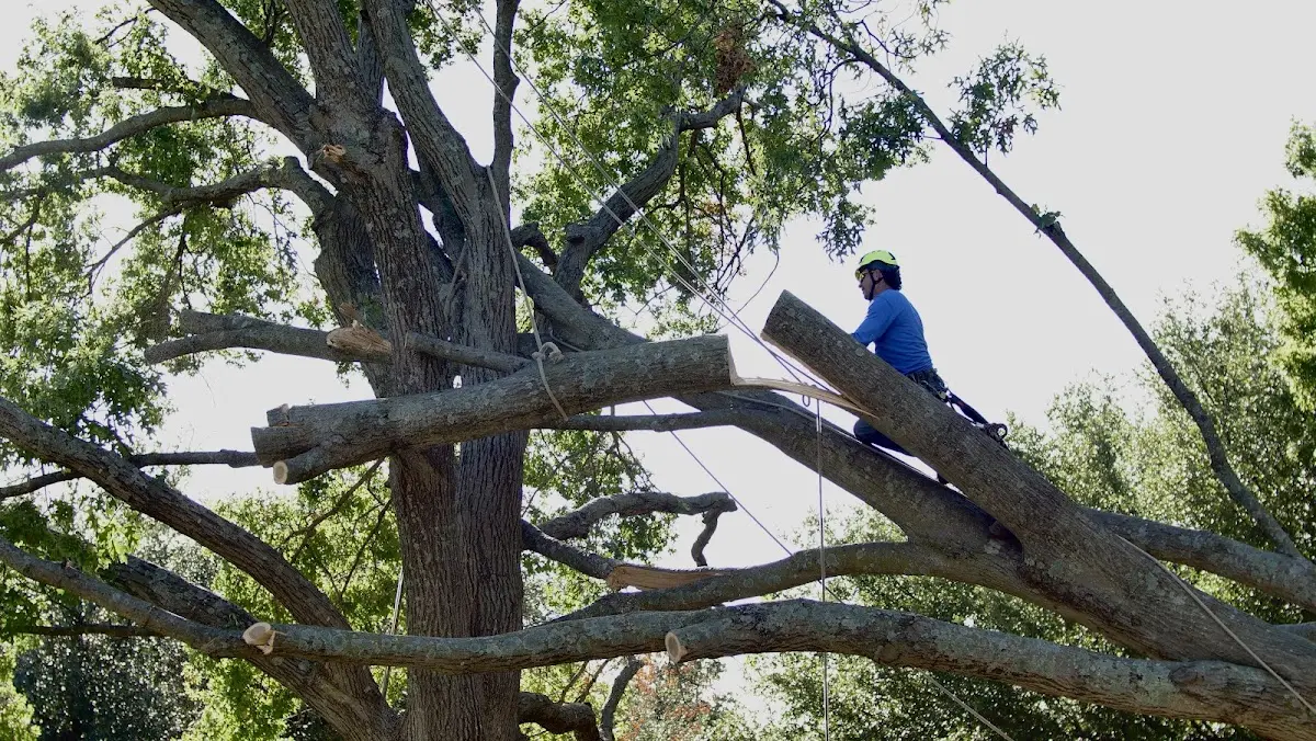 Professional Crown Thinning performed by certified arborists in Crook